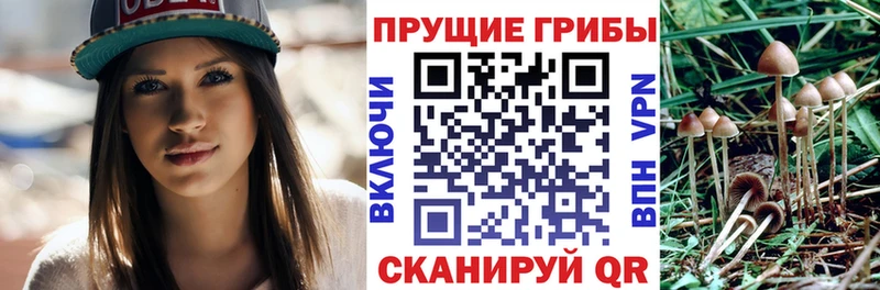 закладки  Павловская  Галлюциногенные грибы мицелий 